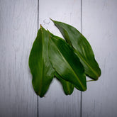 Organic Costus Igneus Leaves - 100 Gms - Kedia Organic Agro Farms Herbs Kedia Organic Agro Farms